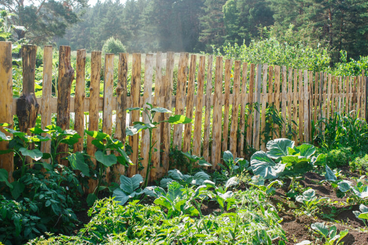 Choose the Best Vegetable Garden Fence Mother Earth News